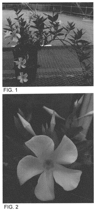 Figure 1 of US plant patent PP34417, the photograph of Sunpa 0931 printed in the patent.