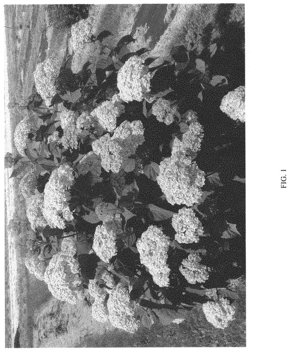 Figure 1 of US plant patent PP34418, the photograph of SMNHRL printed in the patent.