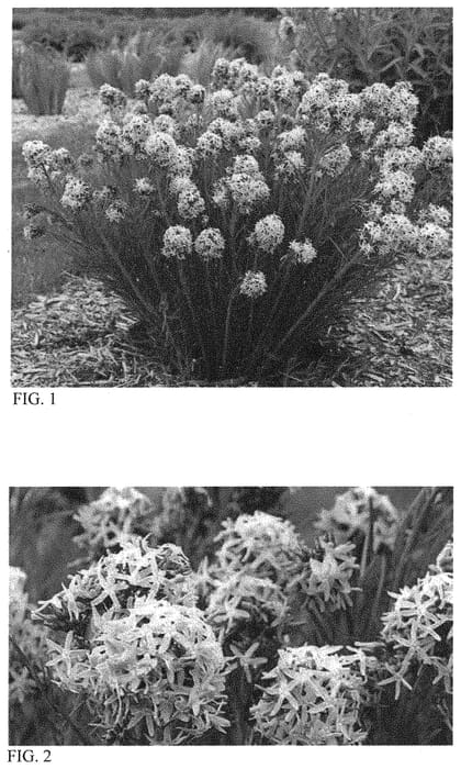 Figure 1 of US plant patent PP34419, the photograph of String Theory printed in the patent.