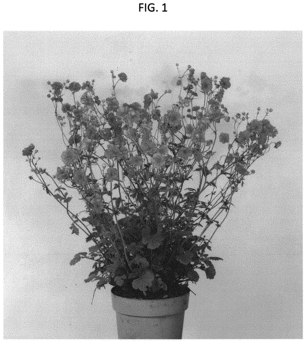 Figure 1 of US plant patent PP34420, the photograph of MACGEU007 printed in the patent.