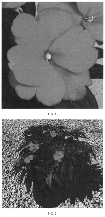 Figure 1 of US plant patent PP34421, the photograph of IMGZ0021 printed in the patent.