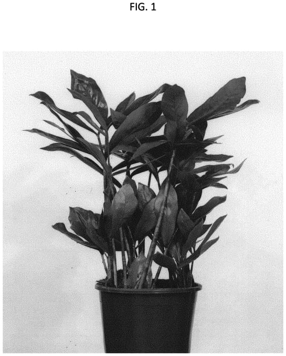 Figure 1 of US plant patent PP34422, the photograph of EDZAM1901 printed in the patent.