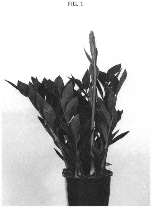Figure 1 of US plant patent PP34423, the photograph of EDZAM1902 printed in the patent.