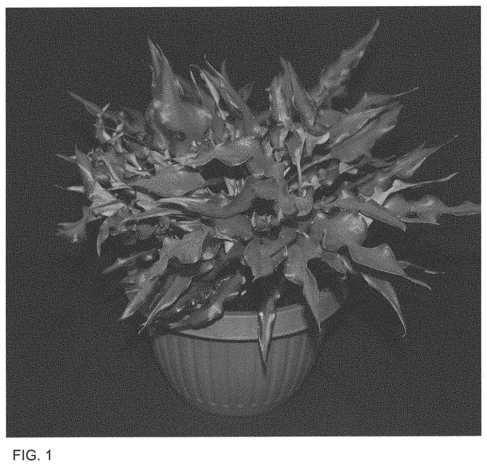 Figure 1 of US plant patent PP34424, the photograph of RIB OF15-809 RD printed in the patent.