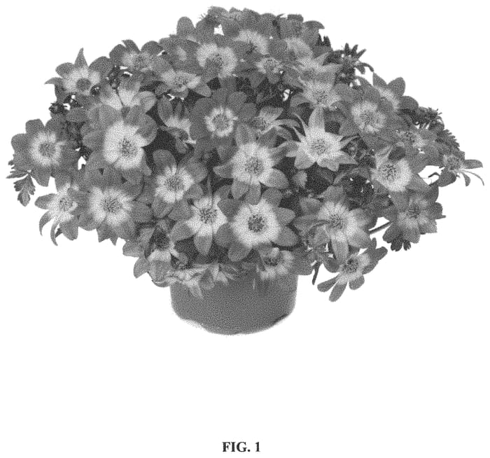 Figure 1 of US plant patent PP34425, the photograph of FSK17S42 printed in the patent.