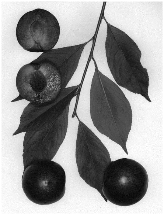 Figure 1 of US plant patent PP34426, the photograph of Flavor May printed in the patent.