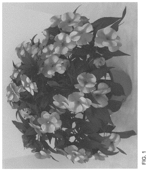 Figure 1 of US plant patent PP34427, the photograph of Dongipetorsta 21 printed in the patent.