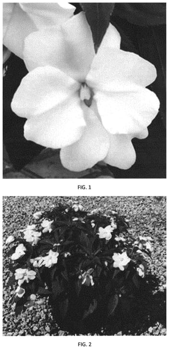 Figure 1 of US plant patent PP34428, the photograph of IMGZ0022 printed in the patent.