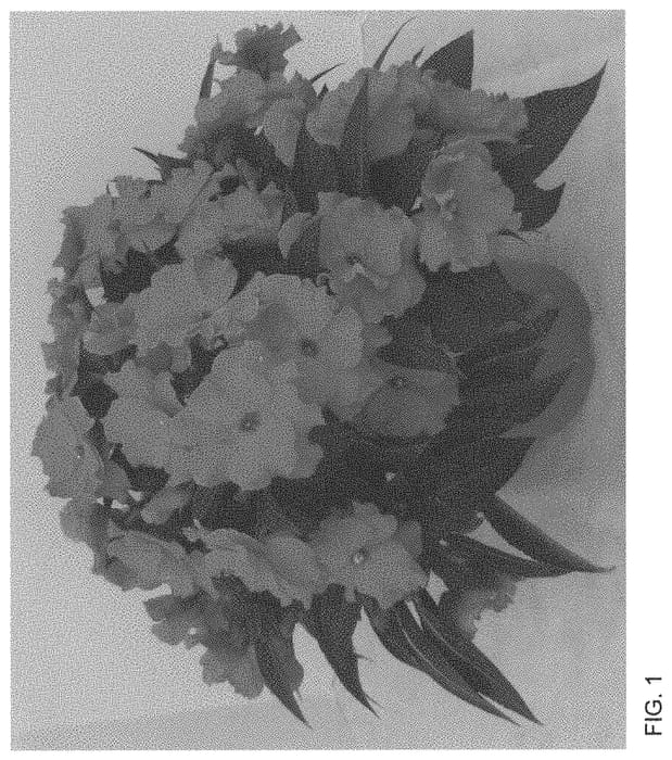 Figure 1 of US plant patent PP34429, the photograph of Dongiroldala printed in the patent.