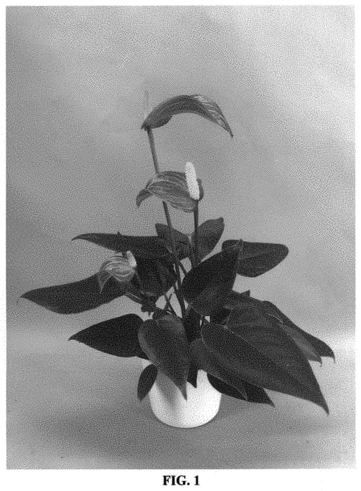 Figure 1 of US plant patent PP34430, the photograph of ANTHGNOBIC printed in the patent.