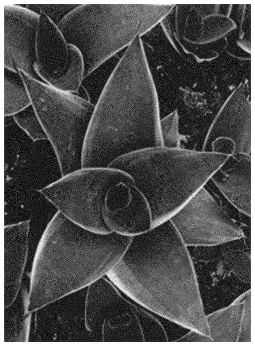 Figure 1 of US plant patent PP34431, the photograph of OSV Sans 012 printed in the patent.