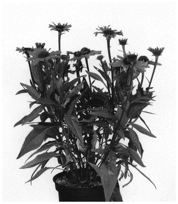 Figure 1 of US plant patent PP34432, the photograph of IFECSSPUR printed in the patent.