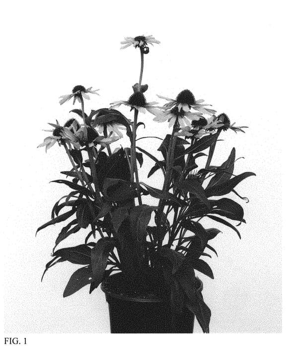 Figure 1 of US plant patent PP34433, the photograph of IFECSSTS printed in the patent.