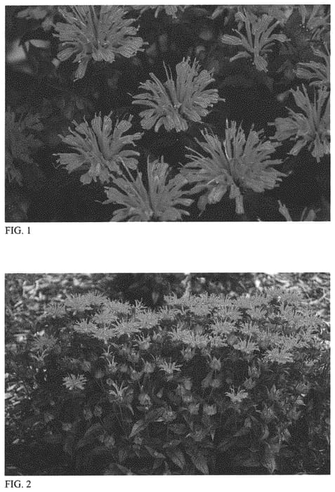 Figure 1 of US plant patent PP34434, the photograph of Pardon My Rose printed in the patent.
