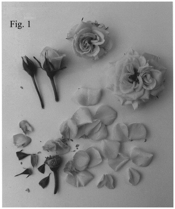 Figure 1 of US plant patent PP34435, the photograph of Poulpar123 printed in the patent.