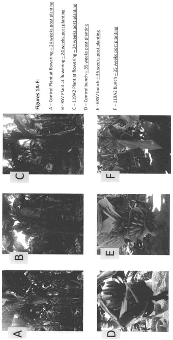 Figure 1 of US plant patent PP34436, the photograph of RSV printed in the patent.
