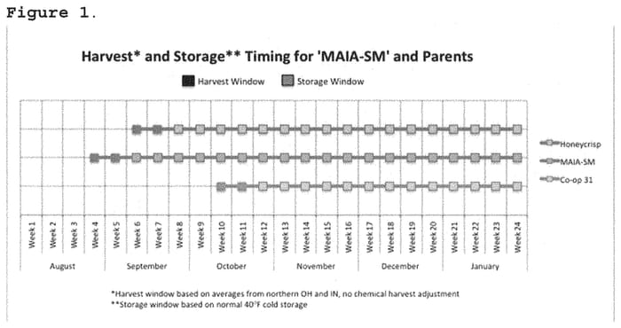 Figure 1 of US plant patent PP34437, the photograph of MAIA-SM printed in the patent.