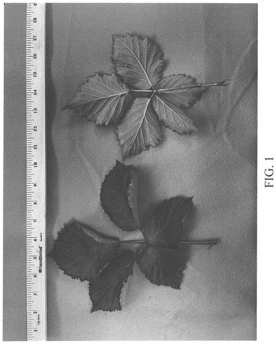 Figure 1 of US plant patent PP34438, the photograph of DrisBlackTwentyNine printed in the patent.