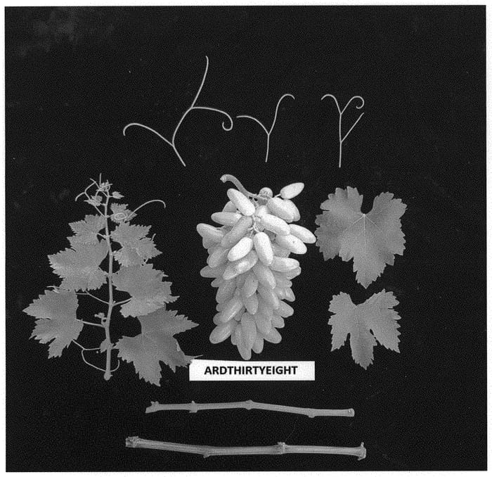 Figure 1 of US plant patent PP34439, the photograph of ARDTHIRTYEIGHT printed in the patent.
