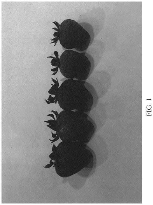 Figure 1 of US plant patent PP34440, the photograph of DrisStrawNinetyFive printed in the patent.