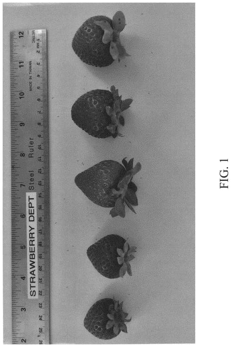 Figure 1 of US plant patent PP34441, the photograph of DrisStrawNinetyOne printed in the patent.