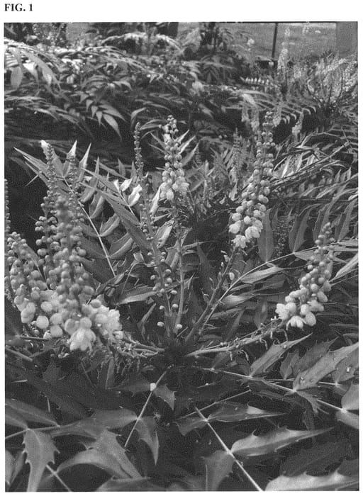 Figure 1 of US plant patent PP34442, the photograph of NCMH1 printed in the patent.
