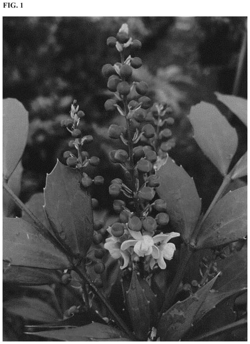 Figure 1 of US plant patent PP34443, the photograph of NCMH2 printed in the patent.