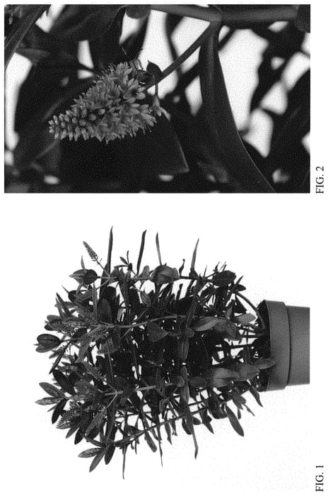 Figure 1 of US plant patent PP34444, the photograph of HOP102 printed in the patent.