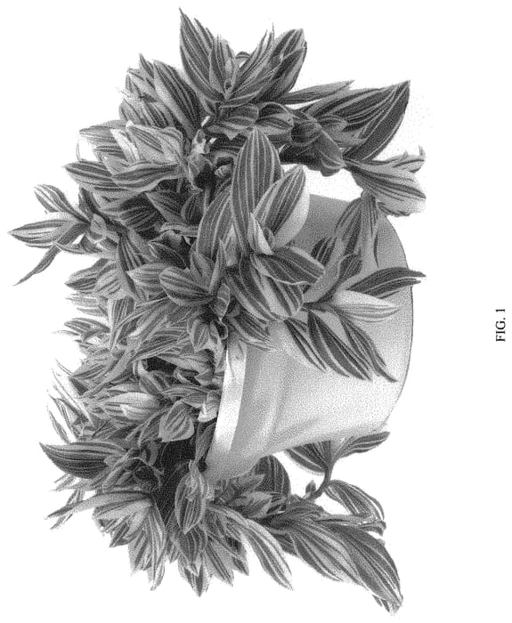 Figure 1 of US plant patent PP34445, the photograph of TPIWH01-0 printed in the patent.