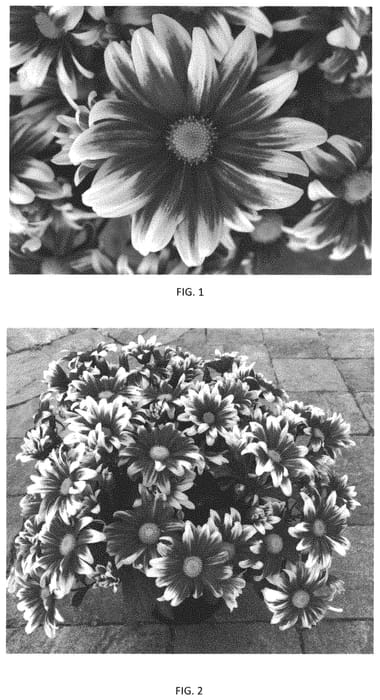 Figure 1 of US plant patent PP34446, the photograph of CIDZ0113 printed in the patent.
