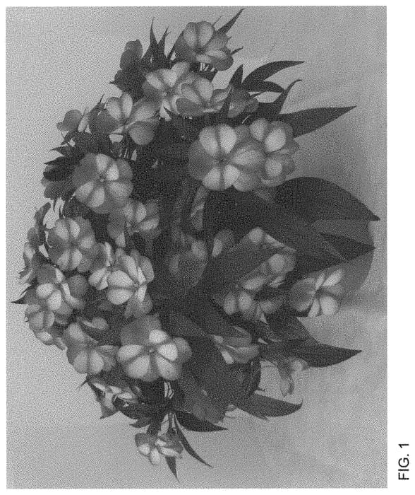 Figure 1 of US plant patent PP34447, the photograph of Dongipetresta 21 printed in the patent.