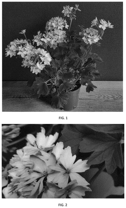 Figure 1 of US plant patent PP34448, the photograph of PECZ0026 printed in the patent.