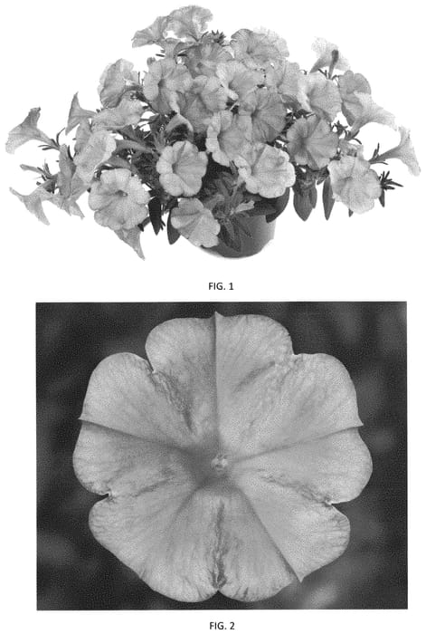 Figure 1 of US plant patent PP34449, the photograph of PEHY0060 printed in the patent.