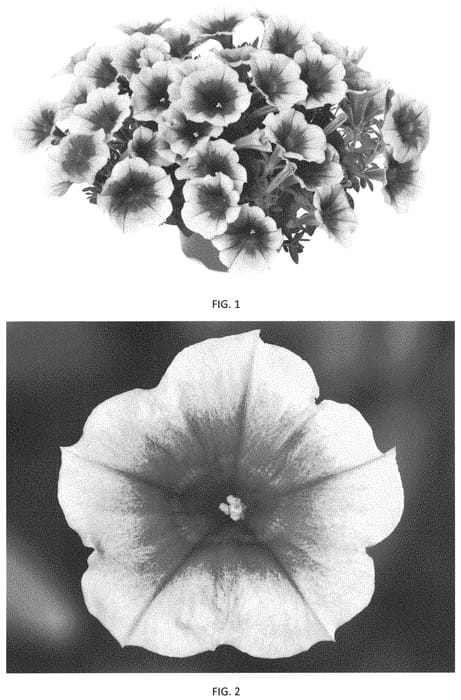 Figure 1 of US plant patent PP34450, the photograph of PEHY0059 printed in the patent.