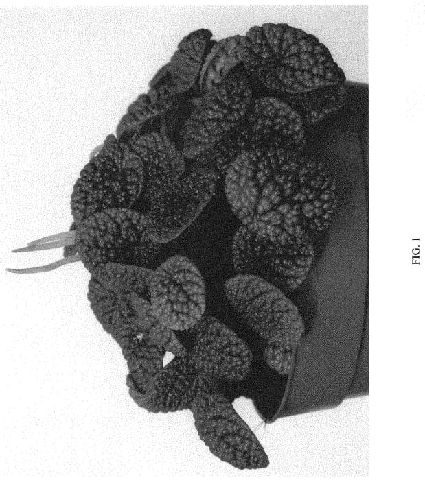 Figure 1 of US plant patent PP34451, the photograph of EC-PEPE2112 printed in the patent.