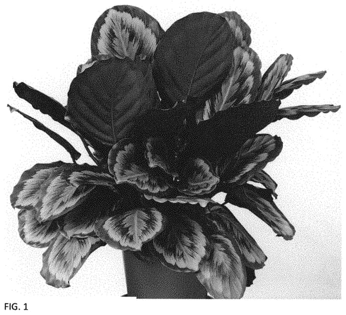 Figure 1 of US plant patent PP34452, the photograph of Mysty printed in the patent.