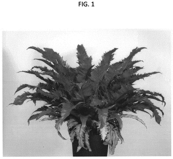 Figure 1 of US plant patent PP34453, the photograph of YUASPGIO printed in the patent.