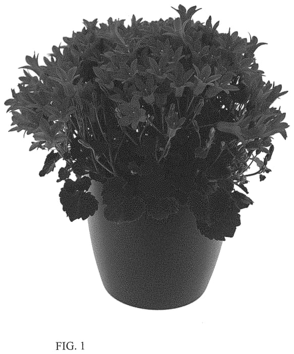 Figure 1 of US plant patent PP34454, the photograph of BKPCMPNN printed in the patent.