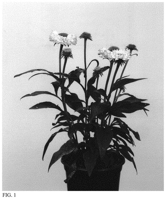Figure 1 of US plant patent PP34455, the photograph of IFECSSWP printed in the patent.
