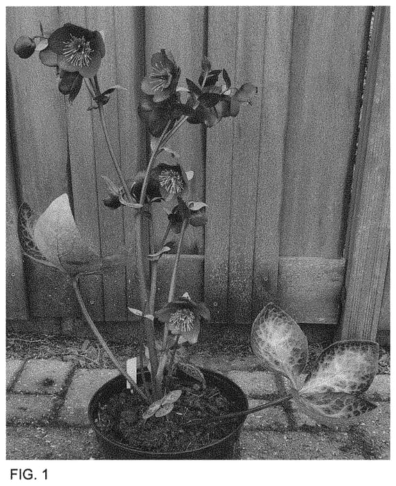 Figure 1 of US plant patent PP34456, the photograph of ET EPB 1717 printed in the patent.