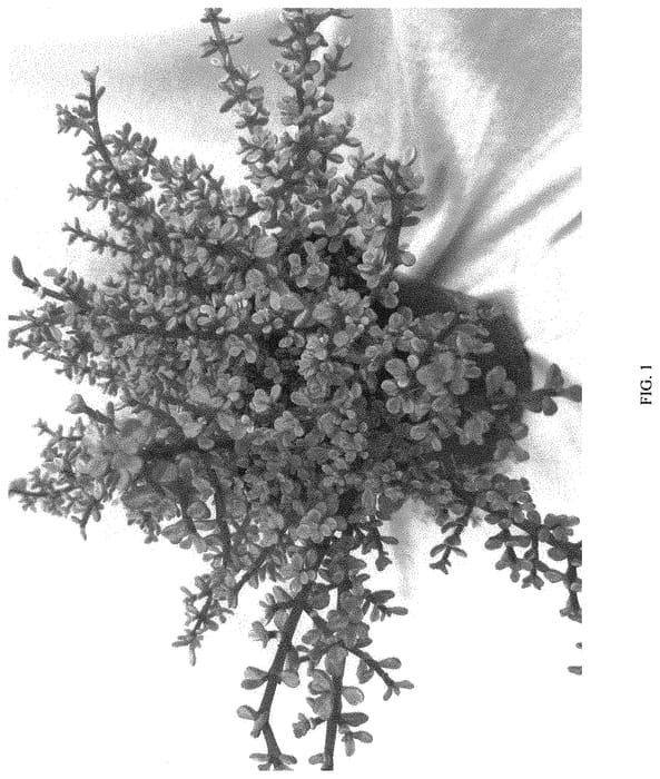 Figure 1 of US plant patent PP34457, the photograph of SNOWFALL printed in the patent.