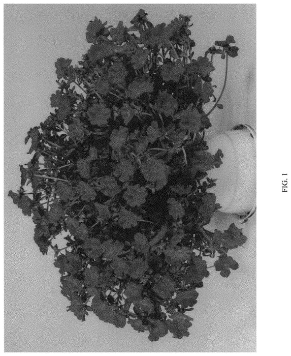 Figure 1 of US plant patent PP34458, the photograph of DPORMPZDAP printed in the patent.