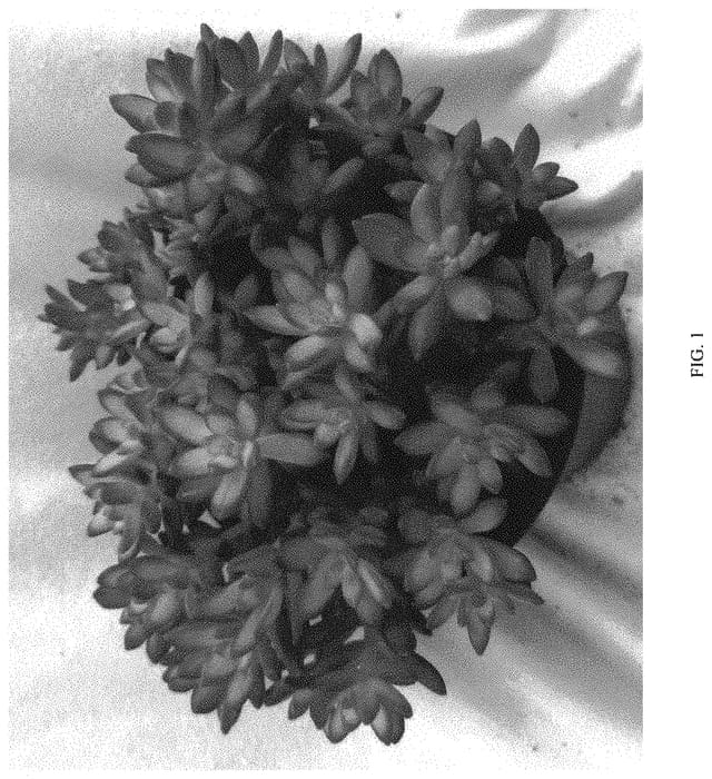Figure 1 of US plant patent PP34459, the photograph of SUNSTAR printed in the patent.