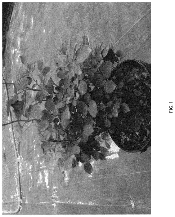 Figure 1 of US plant patent PP34460, the photograph of CHEWAMBERNESS printed in the patent.