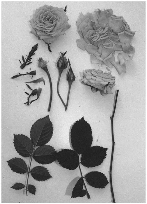 Figure 1 of US plant patent PP34461, the photograph of Poulpar116 printed in the patent.