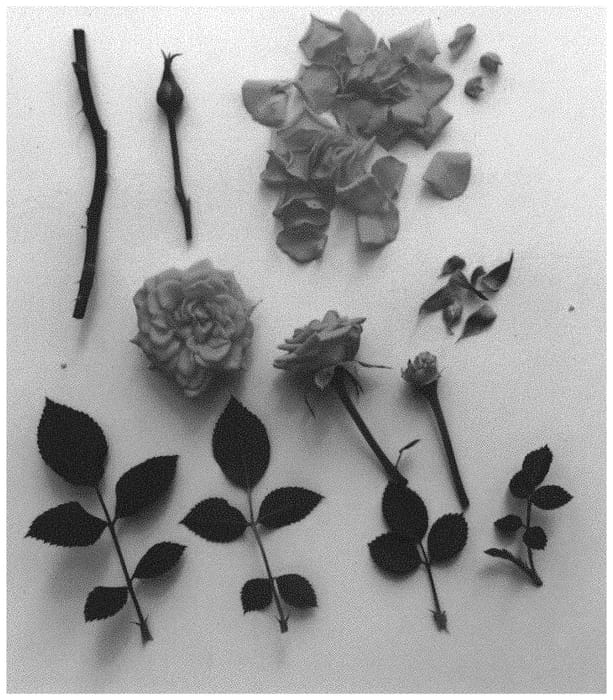 Figure 1 of US plant patent PP34462, the photograph of Poulpar113 printed in the patent.