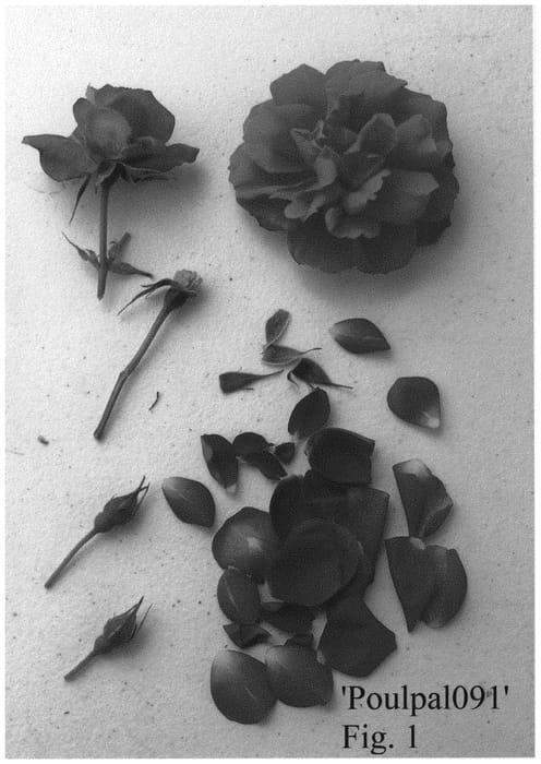 Figure 1 of US plant patent PP34463, the photograph of Poulpal091 printed in the patent.