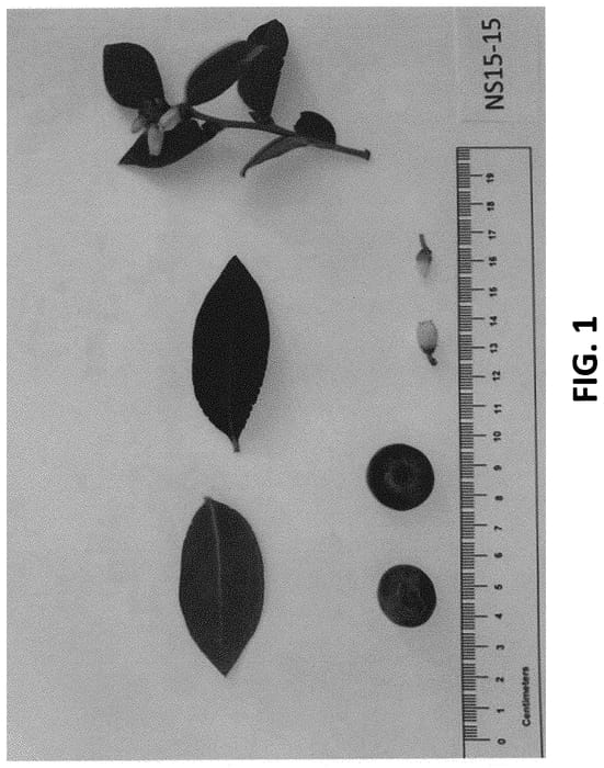 Figure 1 of US plant patent PP34464, the photograph of NS 15-15 printed in the patent.