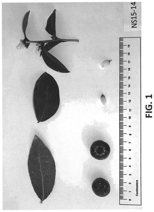 Figure 1 of US plant patent PP34465, the photograph of NS 15-14 printed in the patent.
