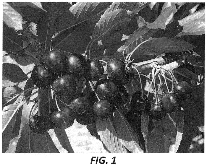 Figure 1 of US plant patent PP34466, the photograph of V84031 printed in the patent.